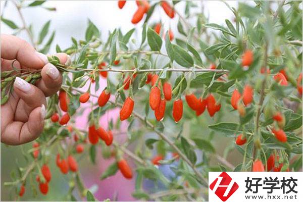 在湘西學(xué)中草藥栽培怎么樣？開設(shè)此專業(yè)的學(xué)校有哪些？