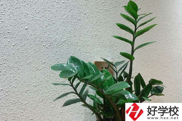 安鄉(xiāng)縣職業(yè)中專學(xué)校有哪些專業(yè)?如何收費(fèi)？