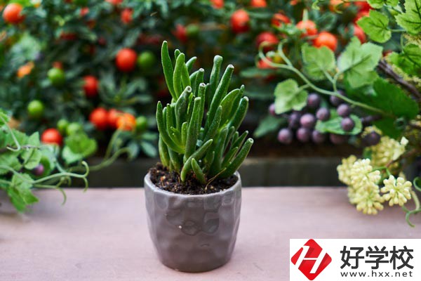 長(zhǎng)沙市醫(yī)藥中專學(xué)校有哪些熱門專業(yè)？